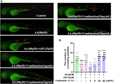 The combination of paeonol, diosmetin-7-O-β-D-glucopyranoside, and 5-hydroxymethylfurfural from Trichosanthis pericarpium alleviates arachidonic acid-induced thrombosis in a zebrafish model